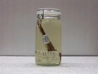 藏品(鱗首方頭鯧)的圖片